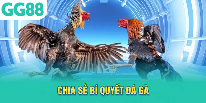 Chia sẻ bí quyết đá gà từ người chơi giàu kinh nghiệm
